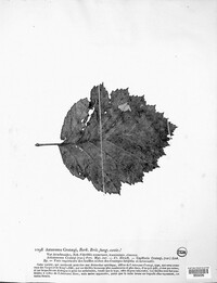 Asteroma crataegi image